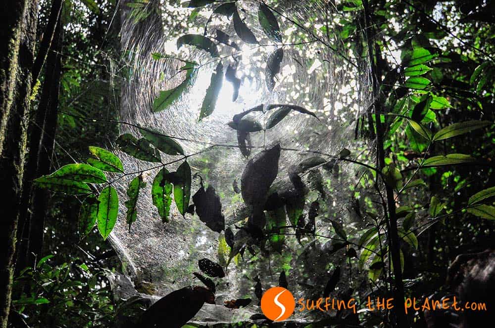Adventure in the Amazon