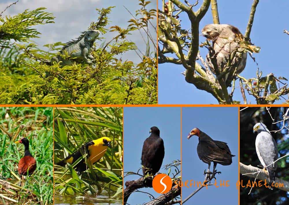 Birds in the Amazon