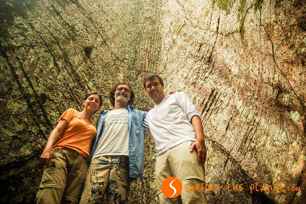 Big tree in the Amazon Big tree in the Amazon