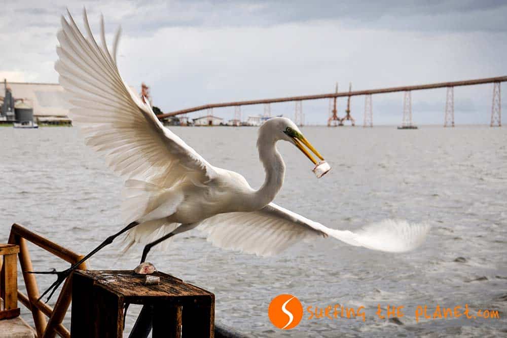 Big white bird in Santarém