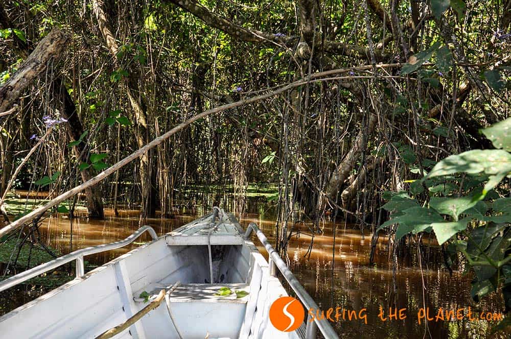 Entering the flooded jungle