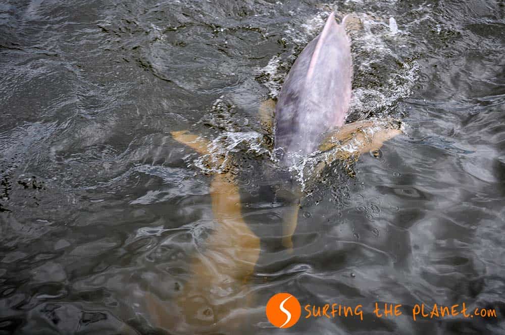 Pink dolphin in Santarém Pink dolphin in Santarém