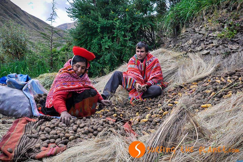Potato selection in Patacancha Potato selection in Patacancha