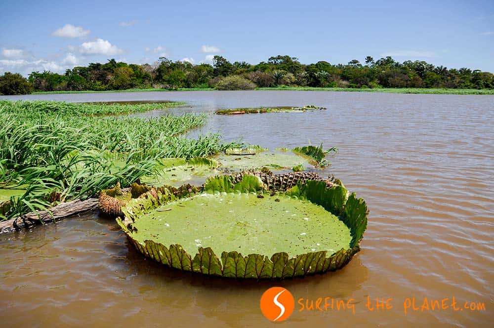 Water Lilies in the Amazon Water Lilies in the Amazon