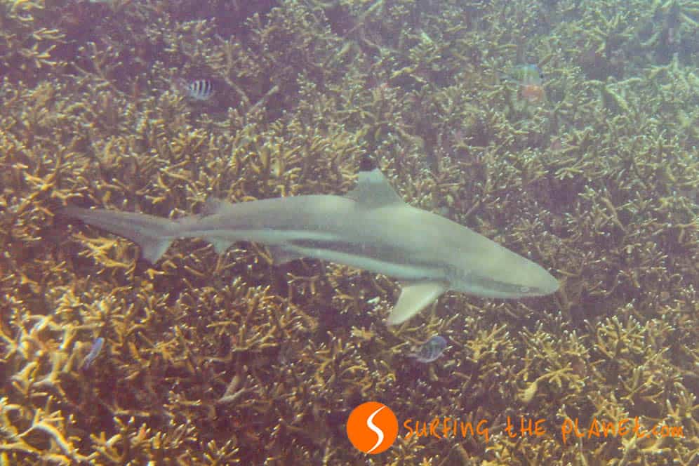 Reef sharks in Perhentian Island Reef sharks in Perhentian Island