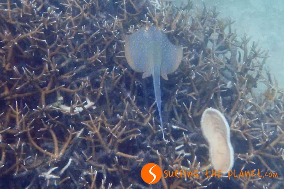 Stingrays in Perhentian Island Stingrays in Perhentian Island