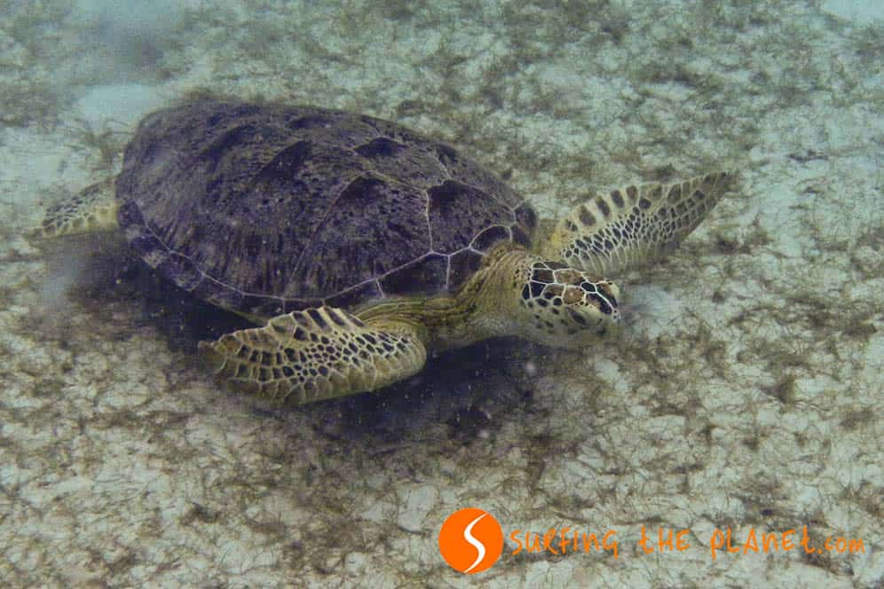 Marine turtle in Perhentian Island Marine turtle in Perhentian Island