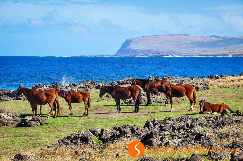 Wild horses Easter Island Wild horses Easter Island