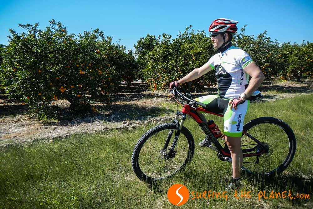 Orange tree plantation Orange tree plantation