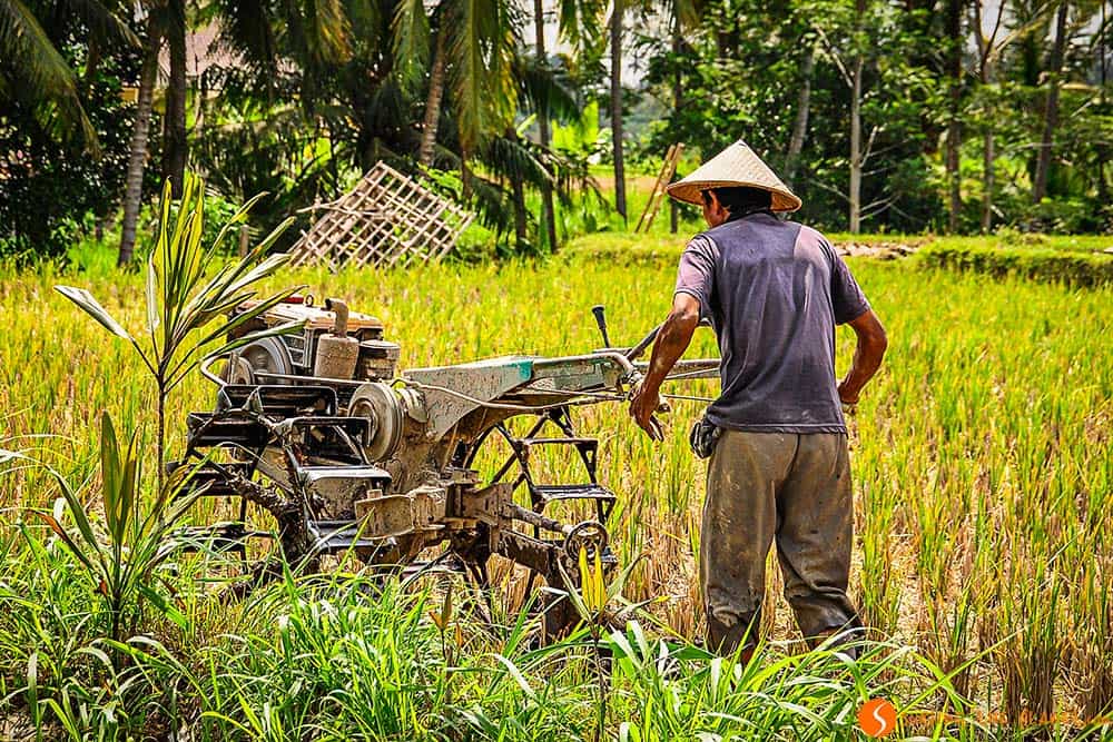 Man working in a rice field in Bali
