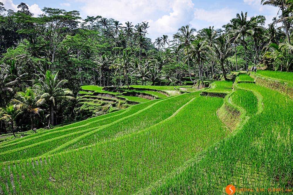 Bali rice fields close to Pura Gunung Kawi