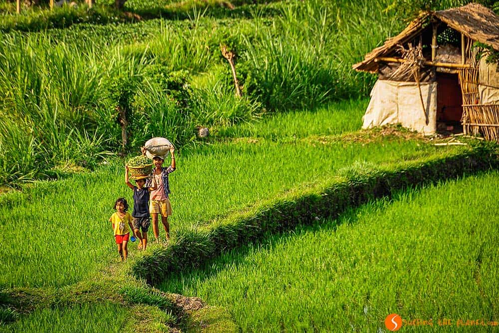 Bali Rice Fields - A family close to Tirta Gangga