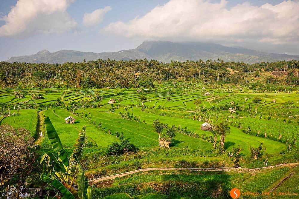 Rice Fields in Bali - Tirta Gangga