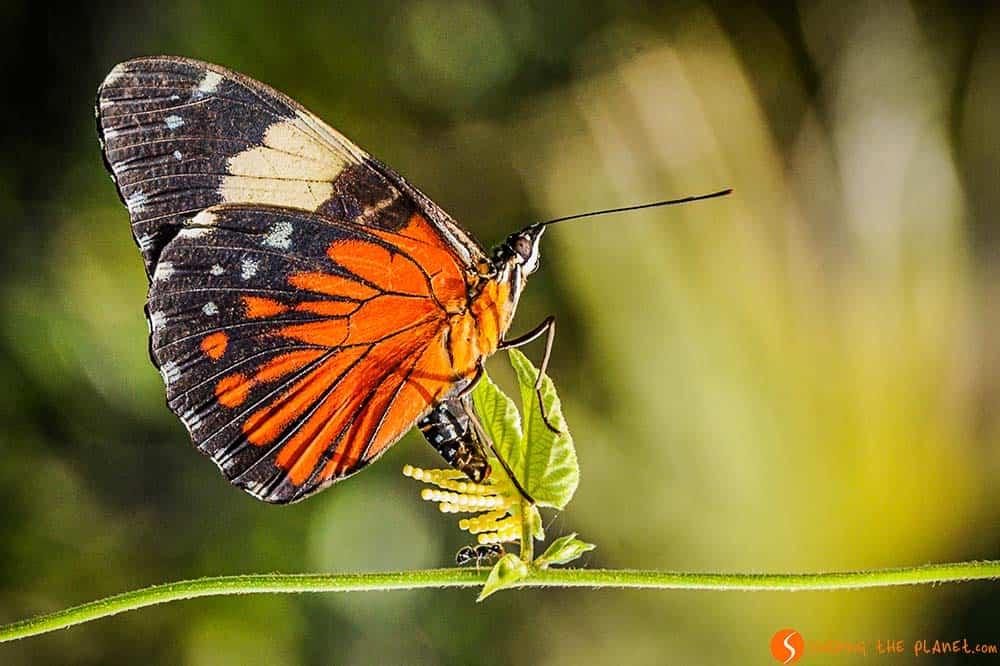 Butterfly - Trip to Amazon Rainforest