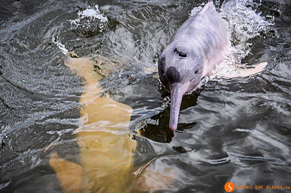 Pink Dolphin - Amazon Rainforest