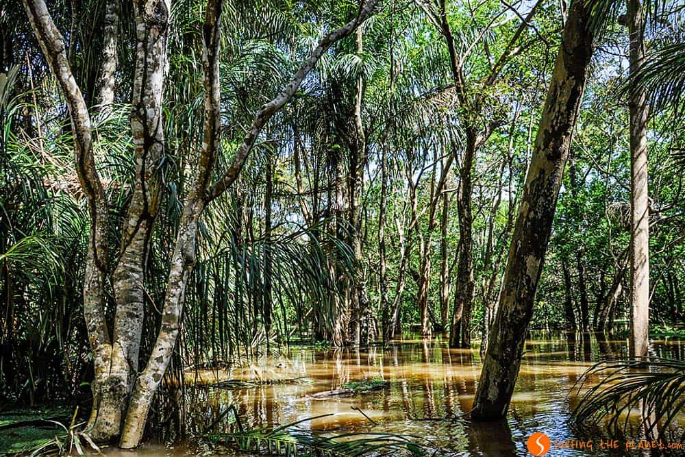 The flooded jungle -a trip to the Amazon Rainforest