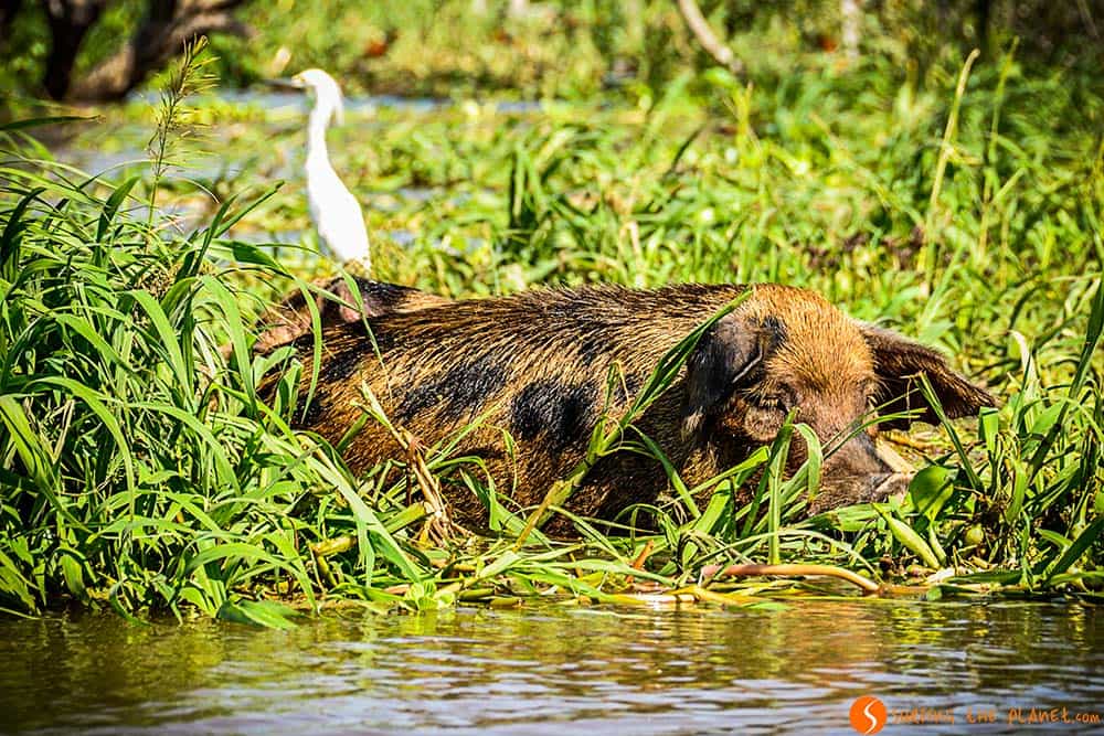 A pig and a bird - Trip to Amazon Rainforest