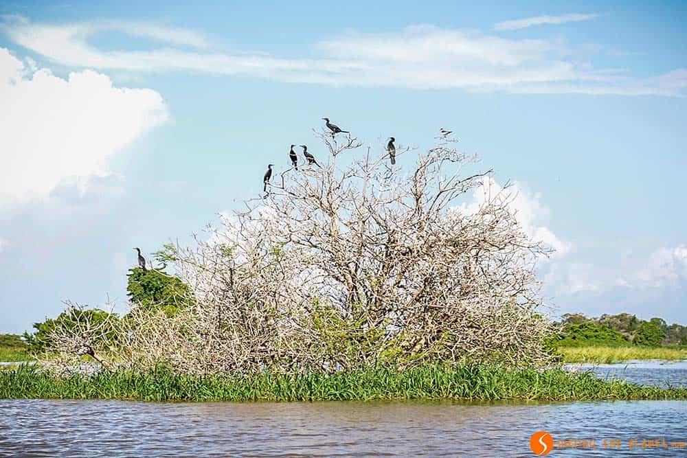 Birds on a tree - Amazon Rainforest