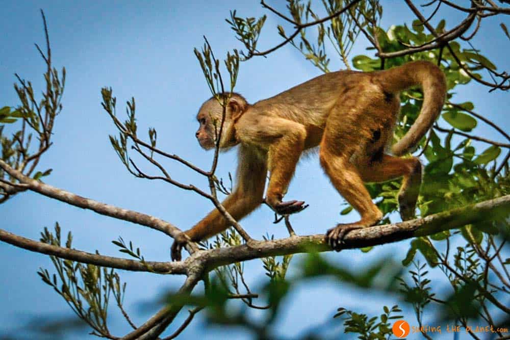 White Fronted Capuchin Monkey - Trip to Amazon Rainforest