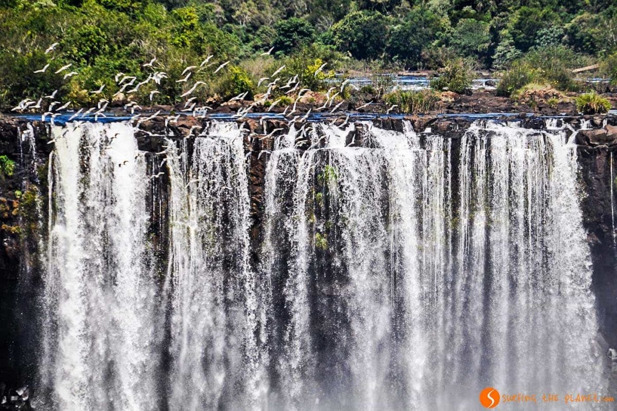 Birds flying in Iguazu Waterfalls Brazil