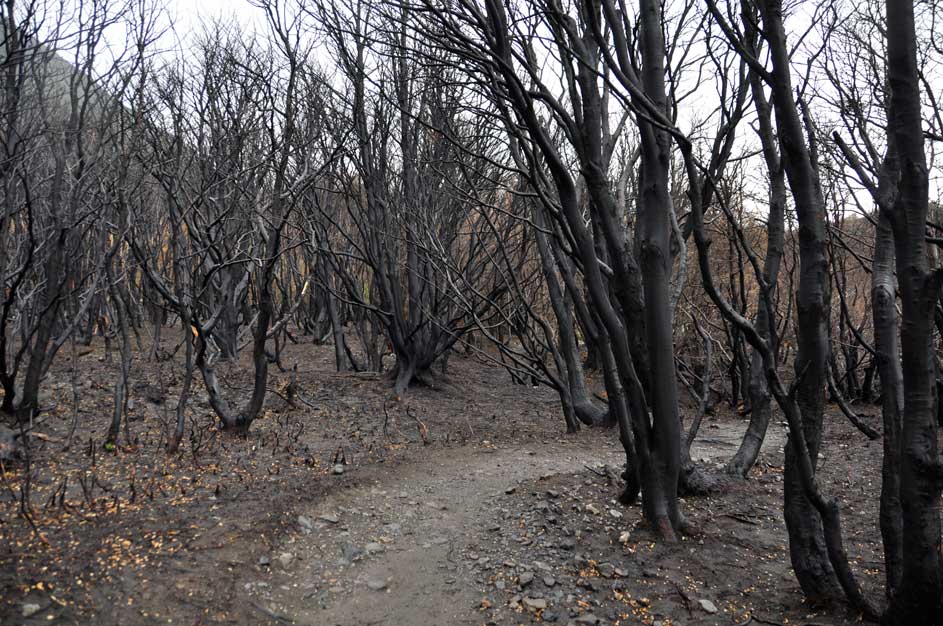 incendio Incendio parco nazionale Torres del Paine