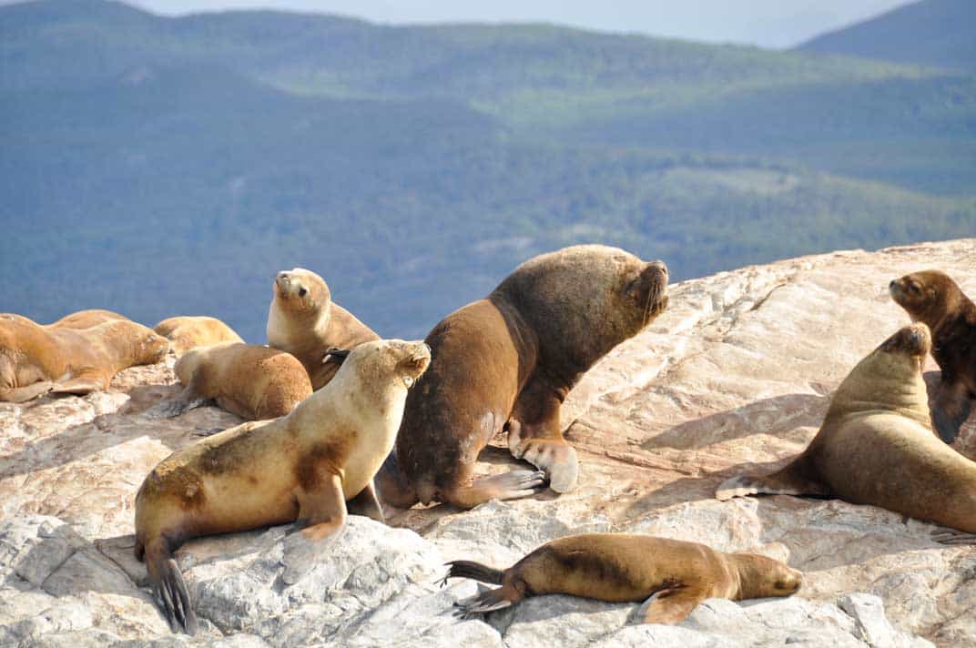 Viajar a Ushuaia, Argentina | Lobos marinos en el Canal Beagle Viajar a Ushuaia, Argentina | Lobos marinos en el Canal Beagle