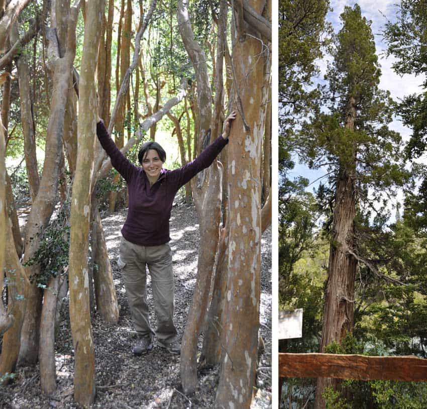 Sendero Río Arrayanes, Parque Nacional de los Alerces, Argentina Sendero Río Arrayanes, Parque Nacional de los Alerces, Argentina