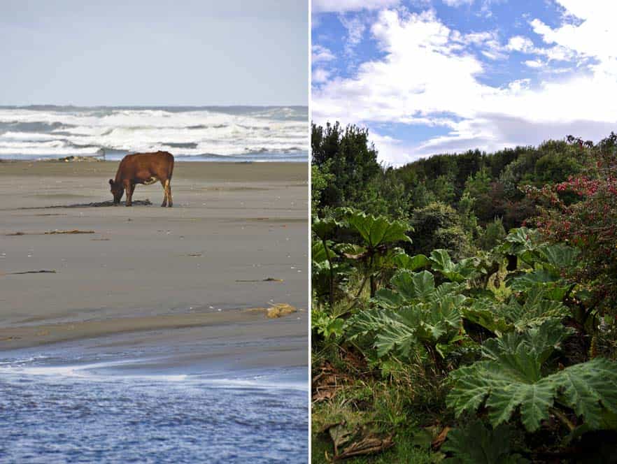Parque Nacional de Chiloé, Isla Chiloé, Chile Parque Nacional de Chiloé, Isla Chiloé, Chile