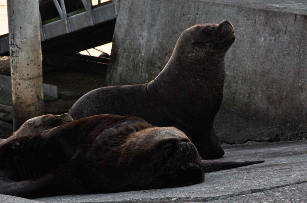 Sea Lions in Valdivia Leoni Marini a Valdivia