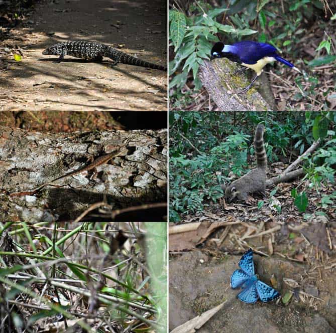Animales salvajes, Cataratas de Iguazú, Argentina Animales salvajes, Cataratas de Iguazú, Argentina