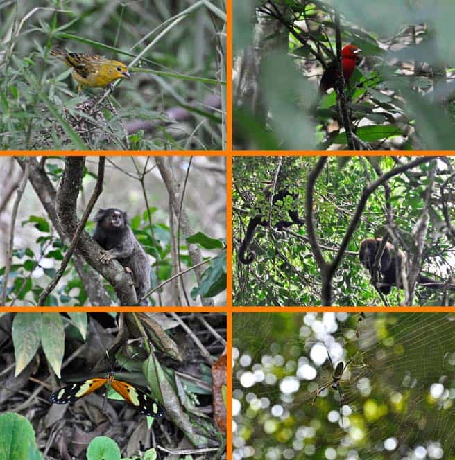 Animali a Ilha Grande