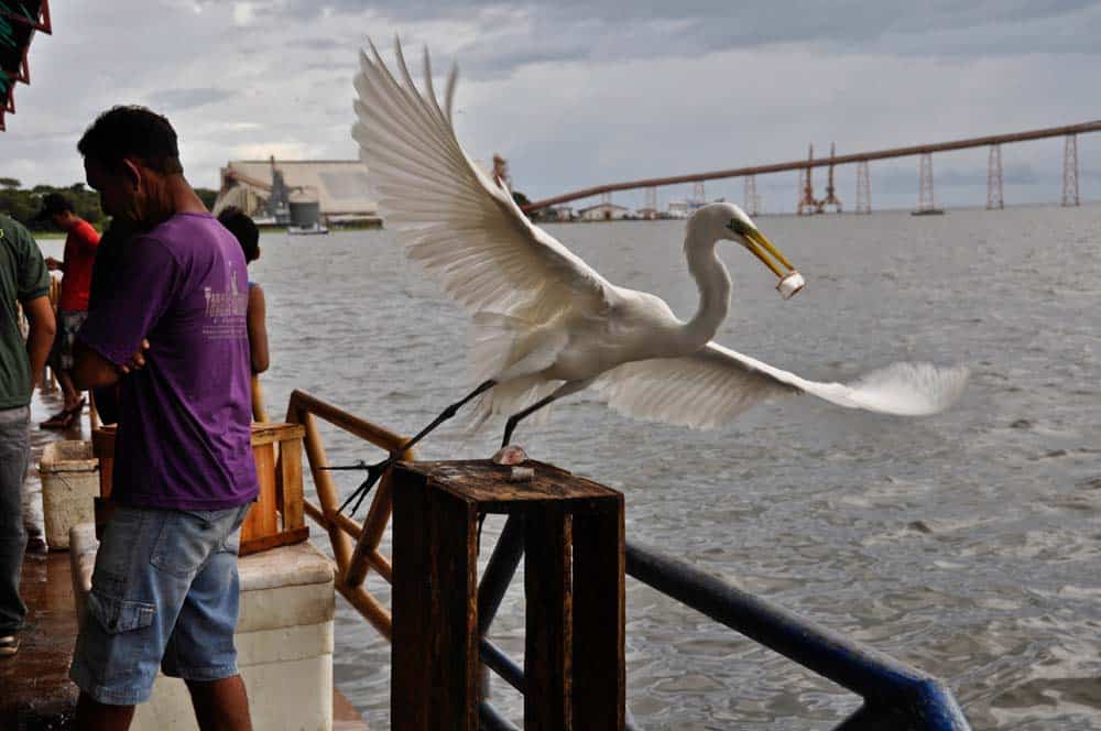 Uccello dell'amazzonia