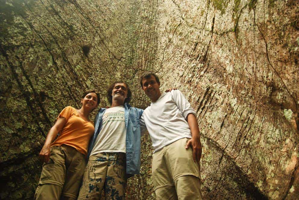 Albero gigante di Redwood