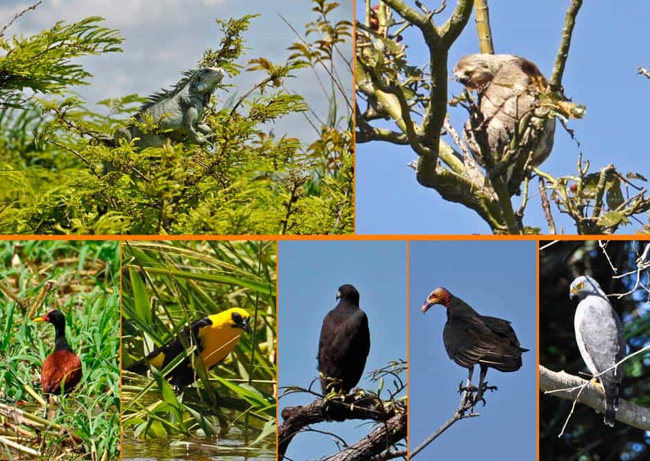 Uccelli dell'Amazzonia