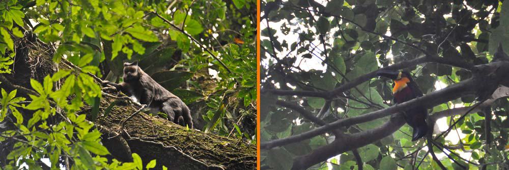 Animali nel Parco Naturale Tijuca