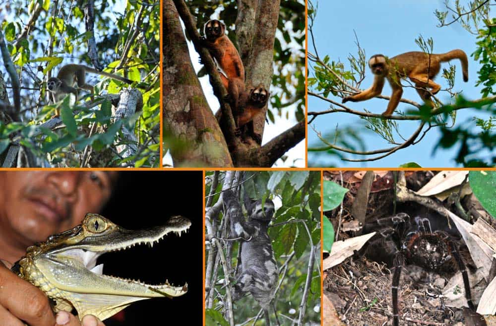 animali della foresta amazzonica