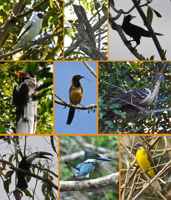 uccelli dell'amazzonia