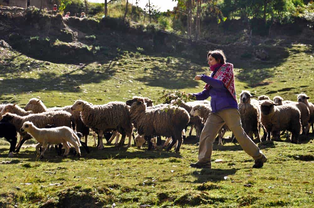 Rachele con las Ovejas