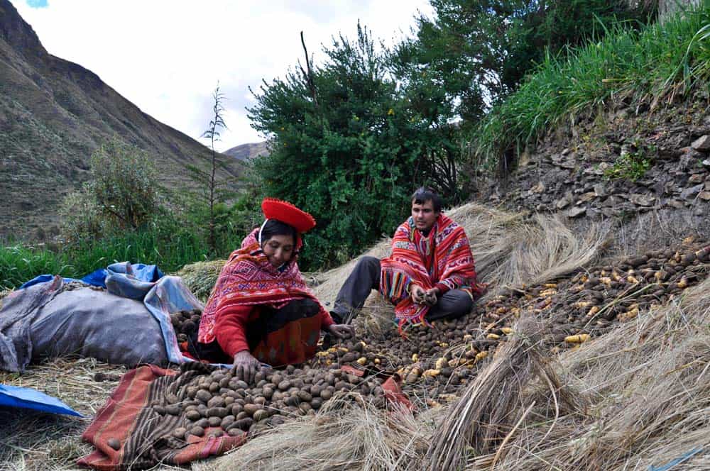 Selecting potatoes Seleccionando Patatas
