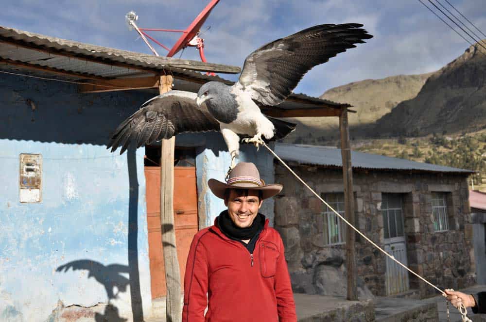 Aguila Andina Aquila Andina