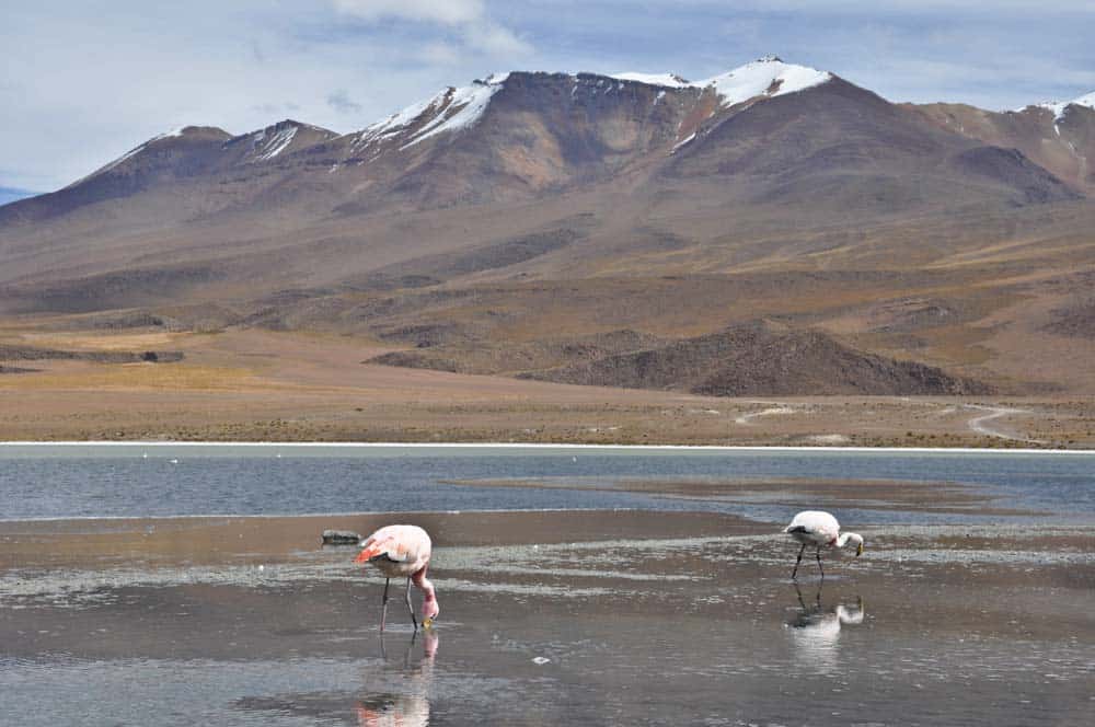 Laguna con flamencos, Altiplano Boliviano Laguna con flamencos, Altiplano Boliviano