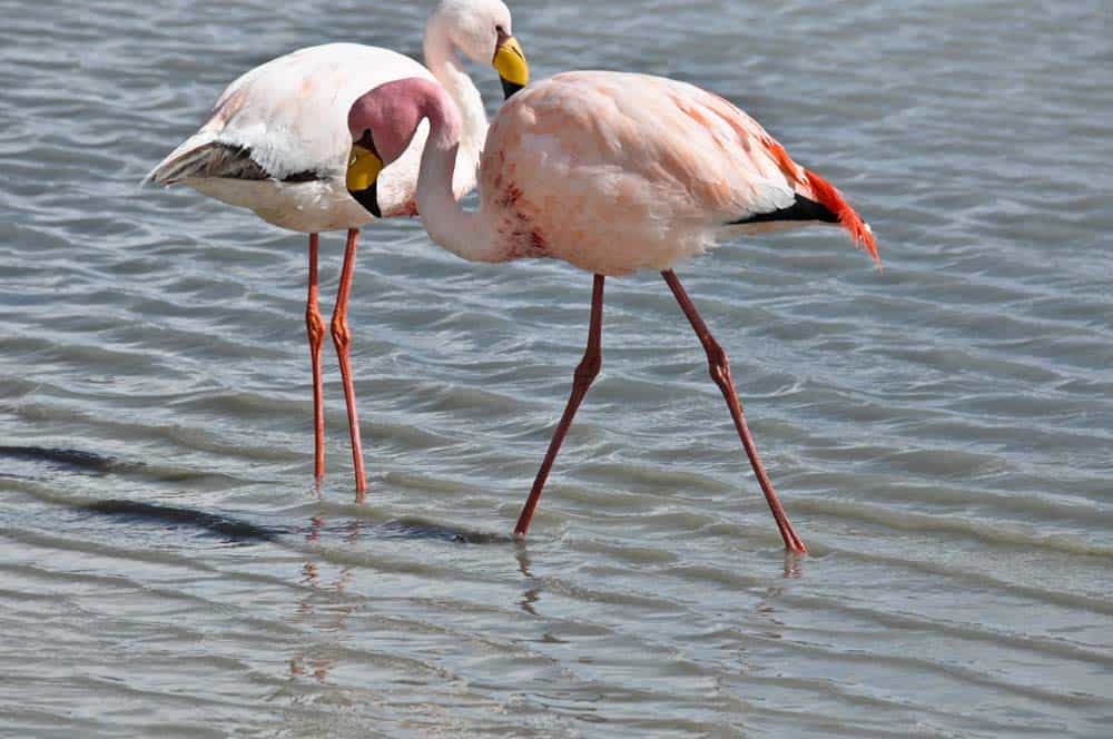 Flamencos, Altiplano Boliviano Flamencos, Altiplano Boliviano