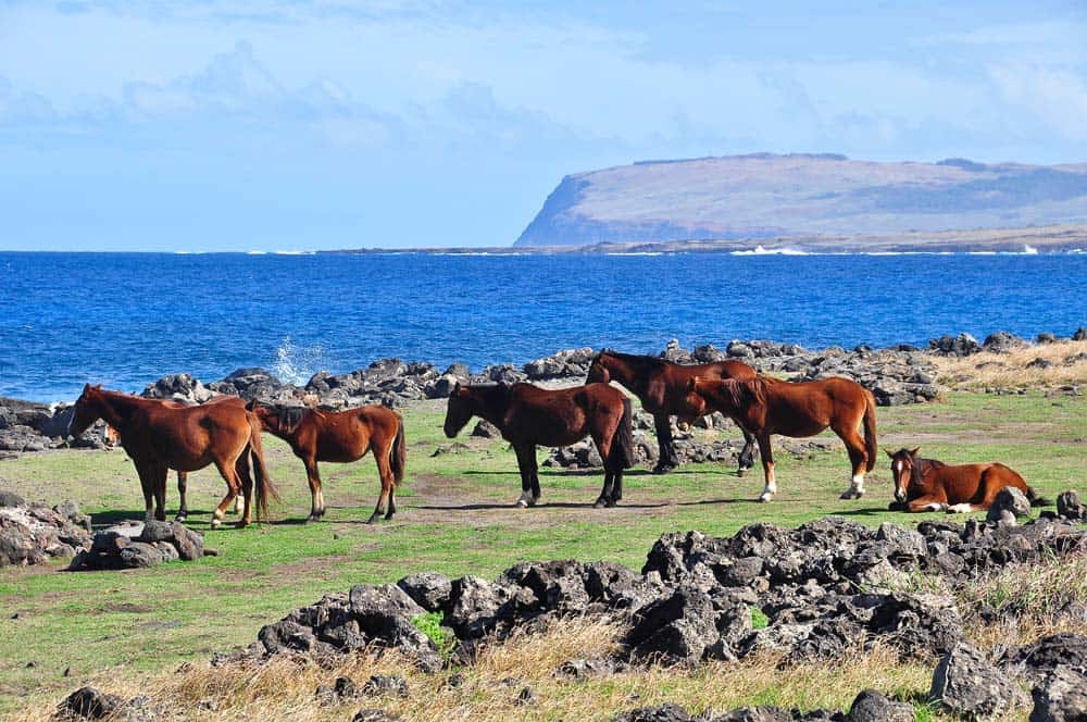 Easter Island Coast costa dll'isola di pasqua