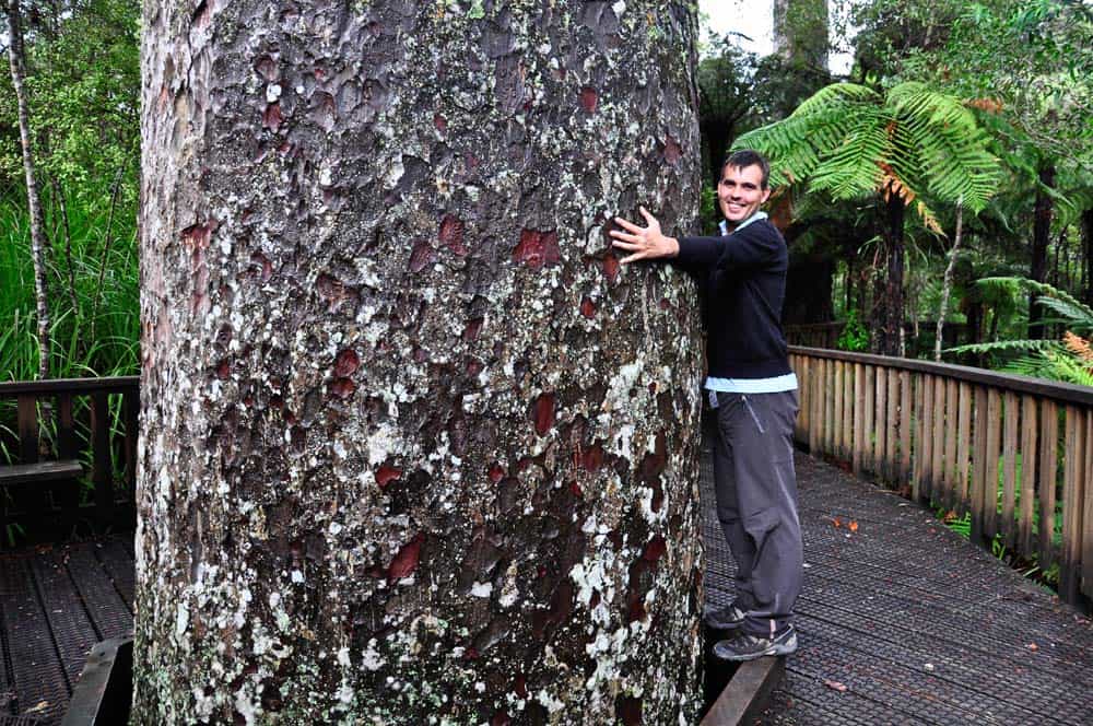 Kauri Albero Kauri