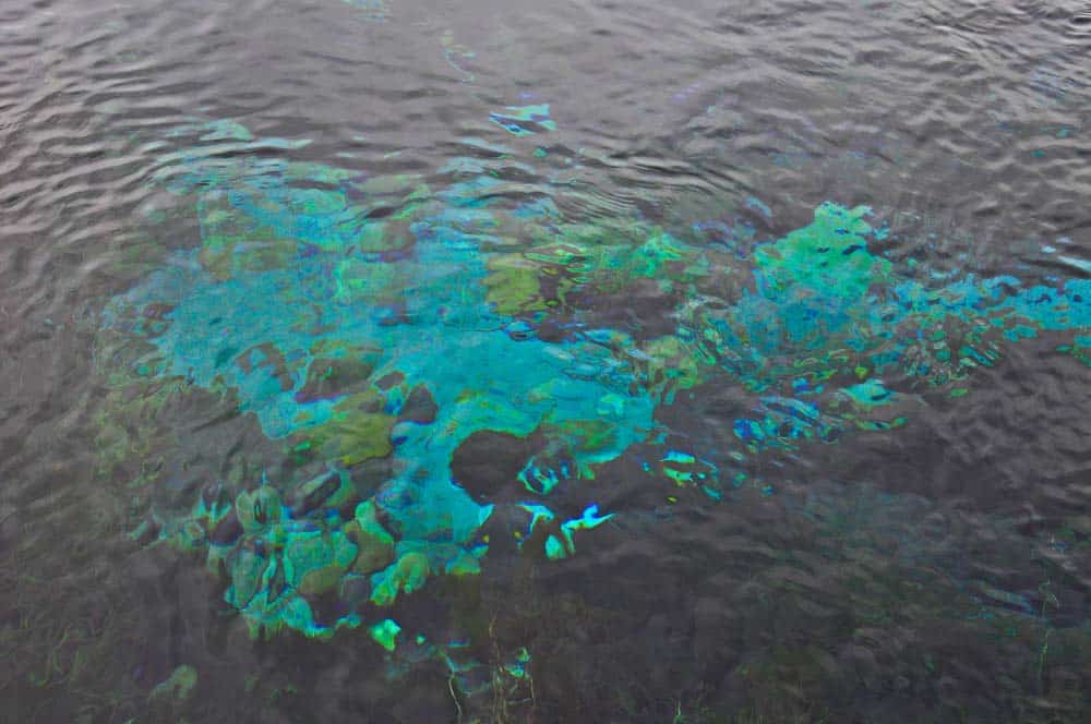 Pupu Springs | Viaggio in Nuova Zelanda Pupu Springs | Viaggio in Nuova Zelanda