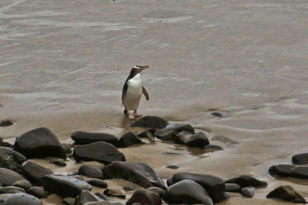 Pinguino occhio giallo | Viaggio in Nuova Zelanda Pinguino occhio giallo | Viaggio in Nuova Zelanda
