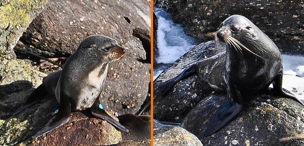 foche a Tauranga Bay | Viaggio in Nuova Zelanda foche a Tauranga Bay | Viaggio in Nuova Zelanda