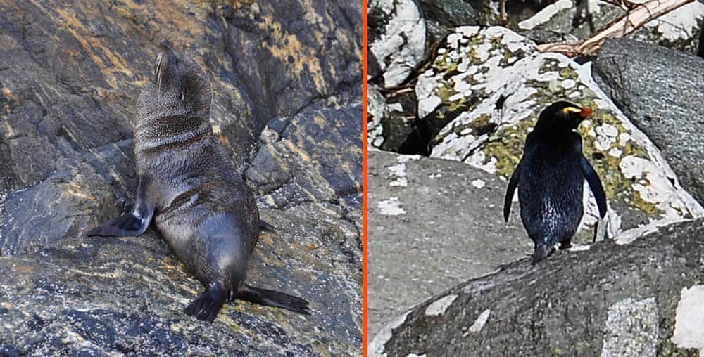 Foca e pinguino nel Milford Sound | Viaggio in Nuova Zelanda Foca e pinguino nel Milford Sound | Viaggio in Nuova Zelanda