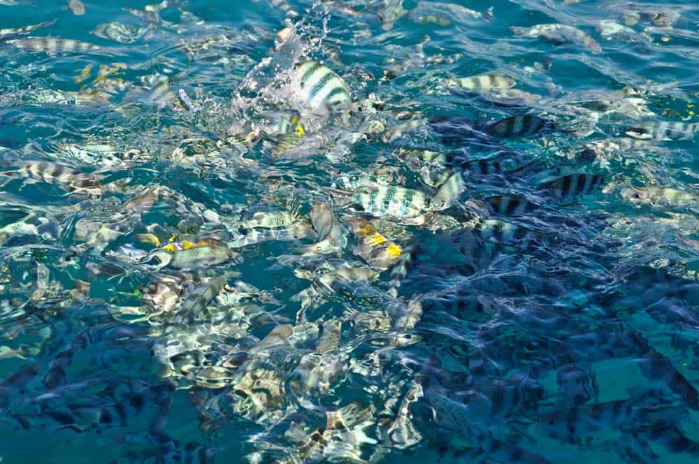 Fish Feeding I pesci delle isole Figi
