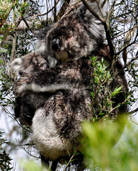 Mum and Baby Koala
